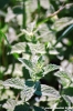 menta_selvatica1