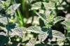 menta_selvatica3