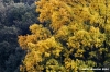 quercia1