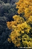 quercia3