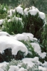 rosmarino_neve