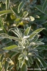 salvia1
