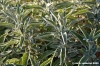 salvia3