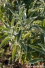 salvia4