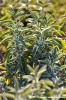 salvia5