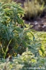 salvia6