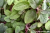 salvia_leucantha