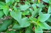 salvia_rutilans