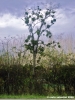 albero_villamagna02