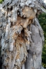 appennino_demidoff8