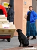 cane_piazza_bartali3