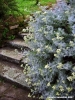 cineraria_marittima01
