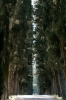 cipressi1_040510
