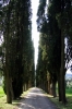 cipressi4_040510