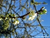 fioritura_susino3