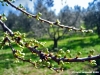 fioritura_susino4