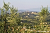 firenze_olivi01
