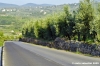 firenze_olivi02