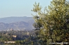 firenze_olivi03