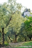 firenze_olivi04