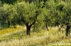 firenze_olivi08