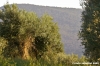firenze_olivi09