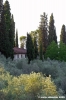 firenze_olivi10