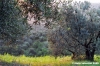 firenze_olivi12