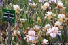 giardino_iris044
