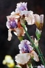 giardino_iris048