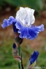 giardino_iris049
