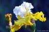 giardino_iris051