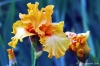 giardino_iris052