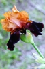 giardino_iris054