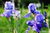giardino_iris055