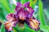 giardino_iris056