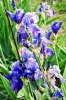giardino_iris057