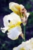 giardino_iris058