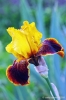 giardino_iris061