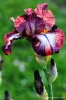 giardino_iris063