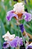giardino_iris064