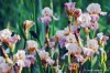 giardino_iris065