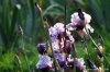 giardino_iris067