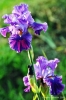 giardino_iris069