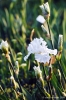 giardino_iris071