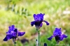 giardino_iris073