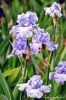 giardino_iris074