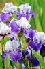 giardino_iris075