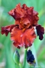 giardino_iris076