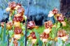 giardino_iris077